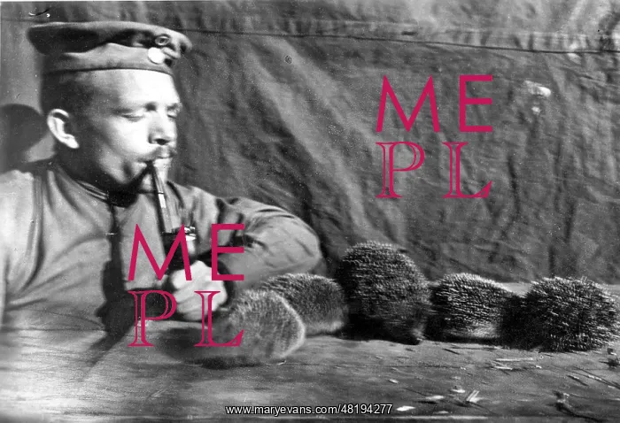 : Soldier looking at hedgehogs, 1916 : Soldier looking at hedgehogs, 1916