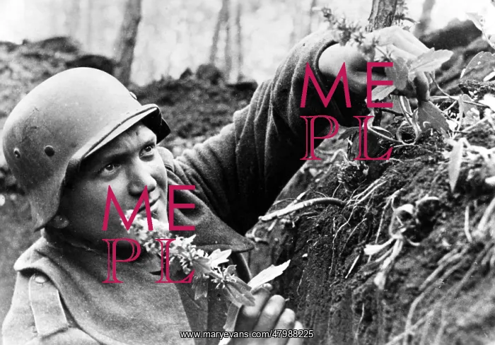 : Soldier Picking Flowers : Soldier Picking Flowers