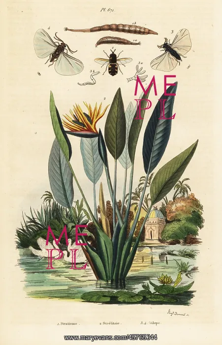 : Soldierfly, crane flower and : Soldierfly, crane flower and