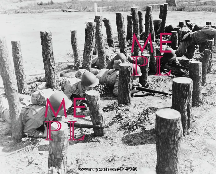 : Soldiers crawl through an obstacle of pine : Soldiers crawl through an obstacle of pine