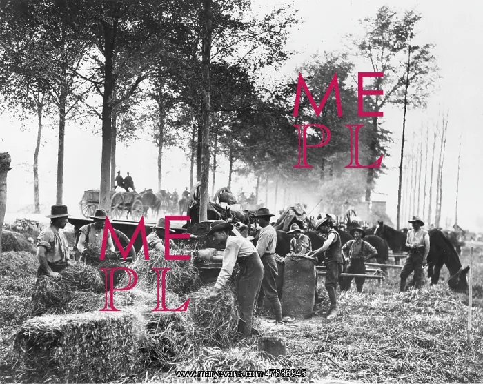 : Soldiers cutting hay : Soldiers cutting hay