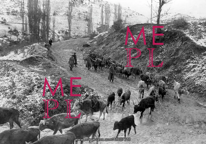  : Soldiers with a herd of cattle on the Balkans Front, 1916