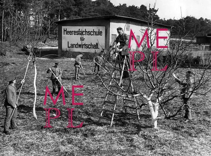 : Soldiers prune fruit trees : Soldiers prune fruit trees