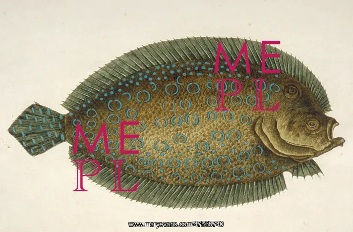 : Solea lunata, sole : Solea lunata, sole