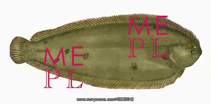 : Solea solea, or Common Sole : Solea solea, or Common Sole