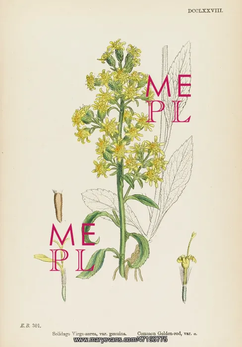  : SOLIDAGO VIRGA-AUREA