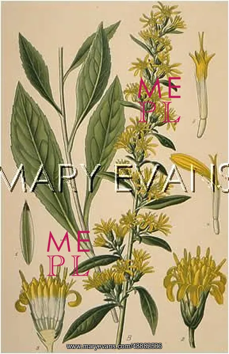  : SOLIDAGO VIRGAUREA