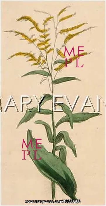  : SOLIDAGO VIRGAUREA