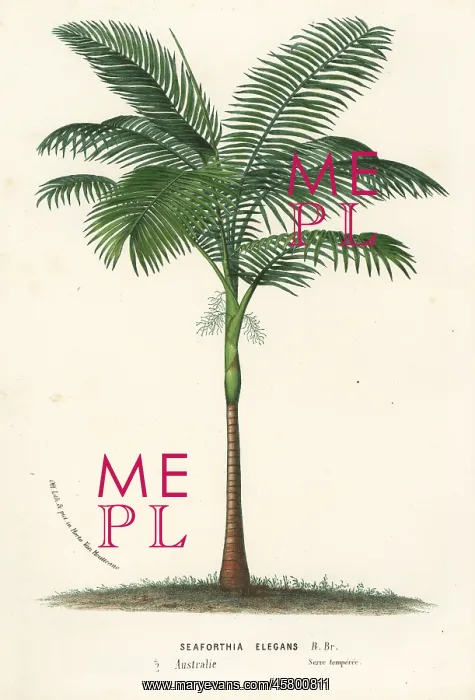 : Solitaire palm, Ptychosperma elegans : Solitaire palm, Ptychosperma elegans