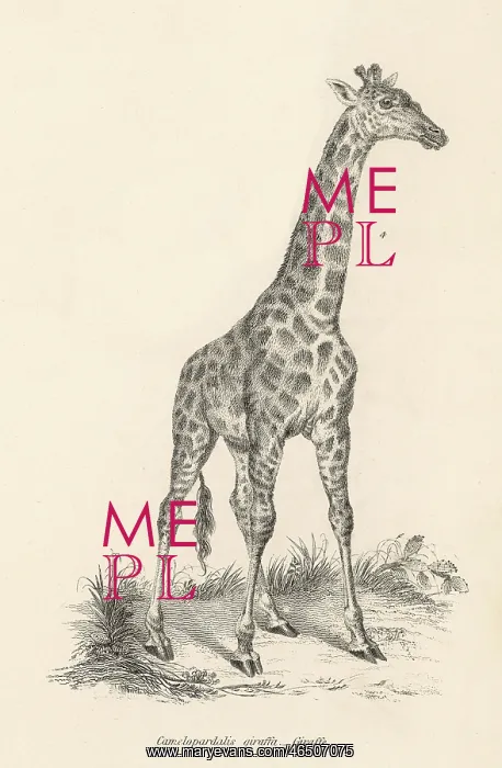  : A Solitary Giraffe - 19th century
