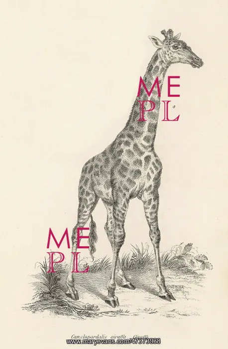 : A Solitary Giraffe - 19th century : A Solitary Giraffe - 19th century