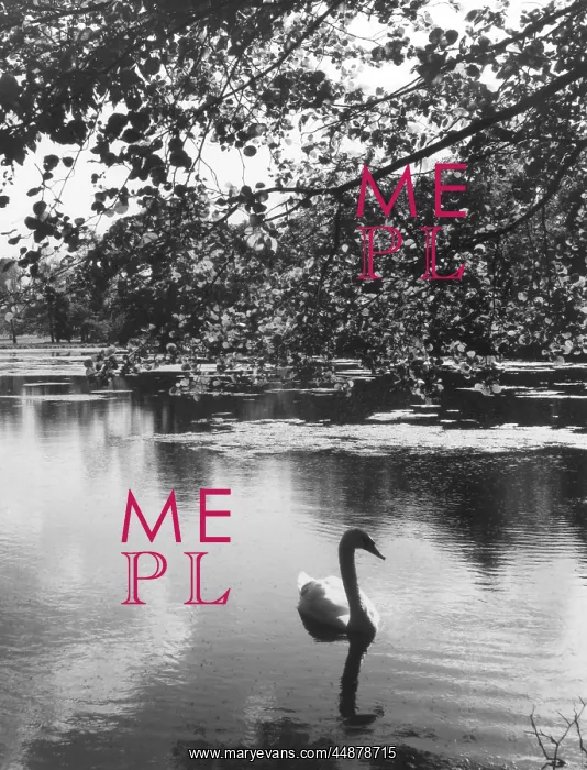 : SOLITARY SWAN : SOLITARY SWAN