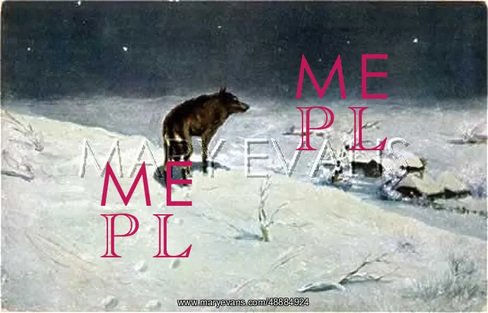 : Solitary wolf in the snowy wastes : Solitary wolf in the snowy wastes