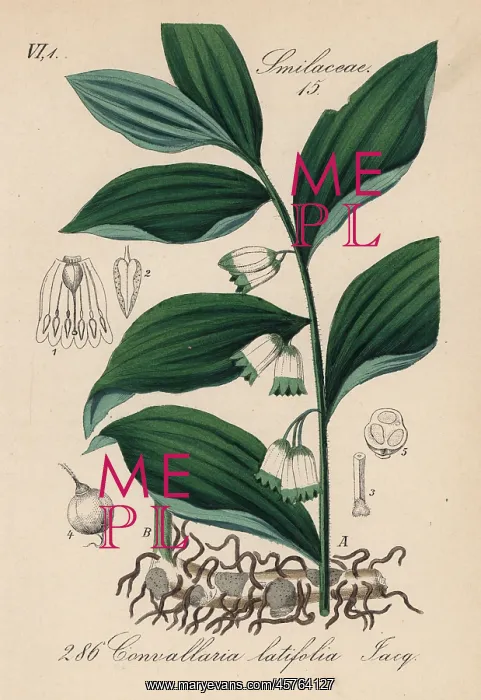 : Solomon's seal, Polygonatum hirtum : Solomon's seal, Polygonatum hirtum