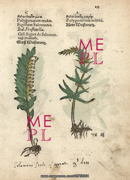 : Solomon's seal, Polygonatum multiflorum and : Solomon's seal, Polygonatum multiflorum and