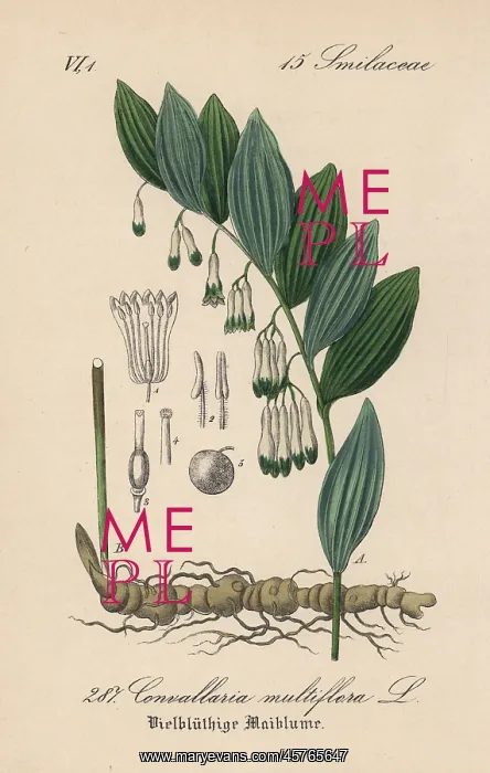 : Solomon's seal, Polygonatum multiflorum : Solomon's seal, Polygonatum multiflorum