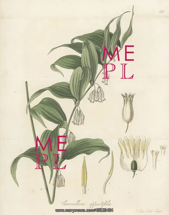 : Solomon's Seal, Polygonatum oppositifolium : Solomon's Seal, Polygonatum oppositifolium