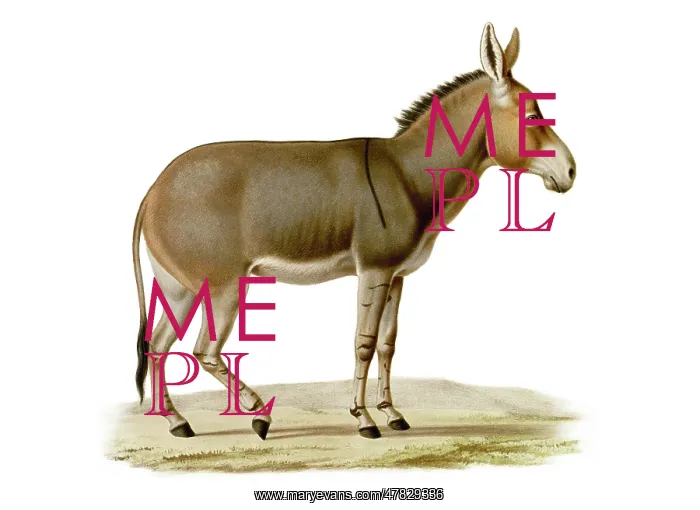 : Somali Wild Ass, Critically Endangered, 1869 : Somali Wild Ass, Critically Endangered, 1869