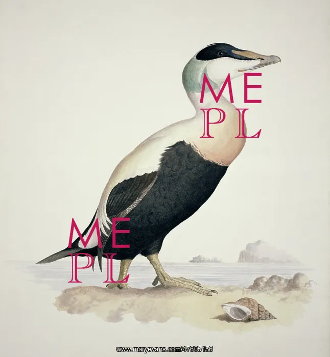 : Somatera mollissma, common eider : Somatera mollissma, common eider