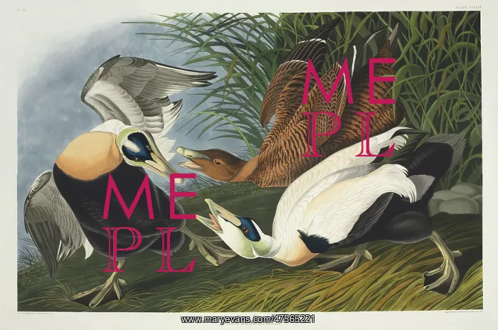 : Somateria mollissima, common eider : Somateria mollissima, common eider