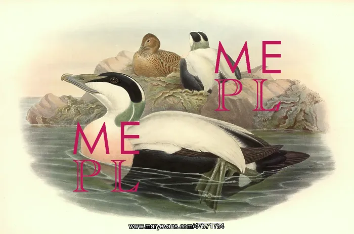 : Somateria mollissima, common eider : Somateria mollissima, common eider