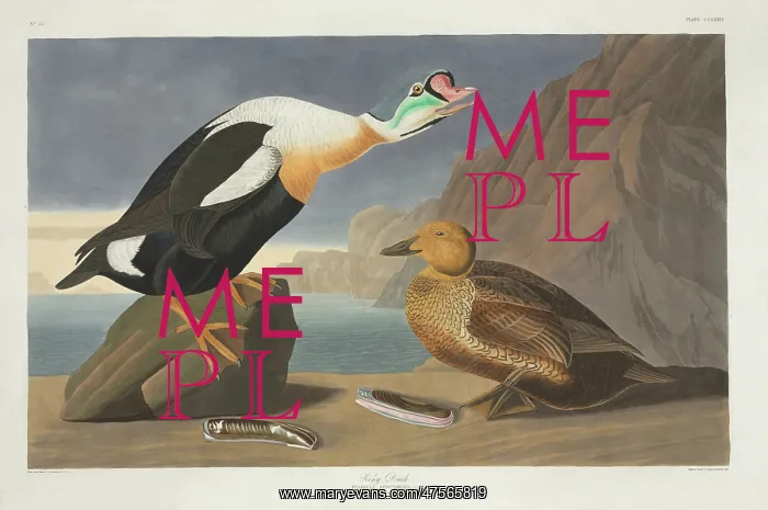 : Somateria spectabilis, king eider : Somateria spectabilis, king eider