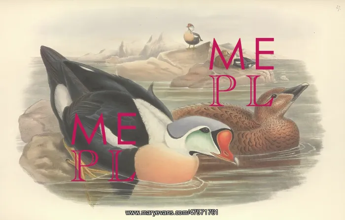 : Somateria spectabilis, king eider : Somateria spectabilis, king eider