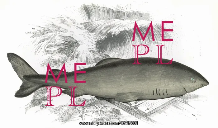 : Somniosus microcephalus, or Greenland Shark : Somniosus microcephalus, or Greenland Shark