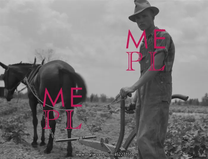 : Son of sharecropper family at work cultivating ? : Son of sharecropper family at work cultivating ?