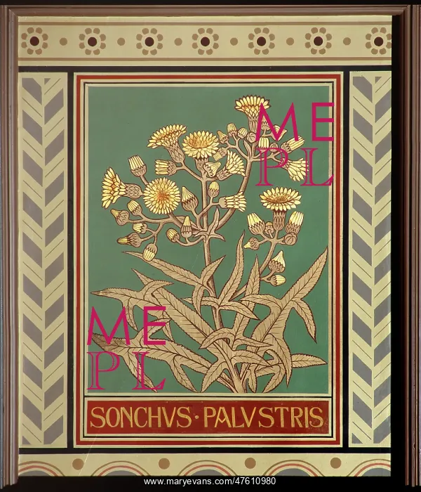 : Sonchus palustris, marsh sow-thistle : Sonchus palustris, marsh sow-thistle