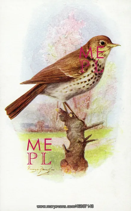 : Song Thrush : Song Thrush