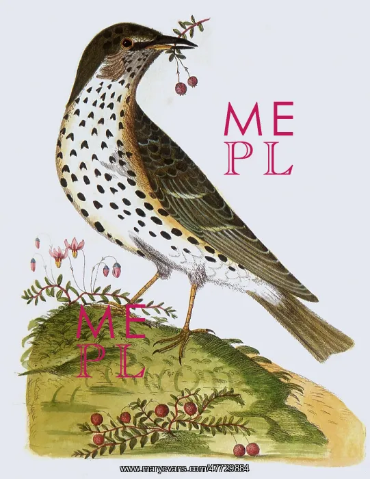  : Song Thrush