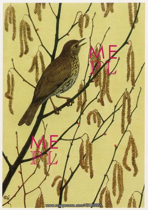  : Song Thrush
