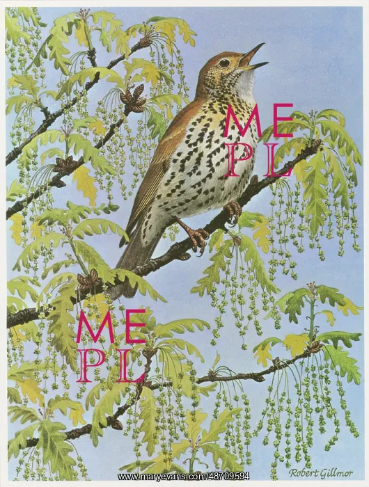: Song Thrush : Song Thrush