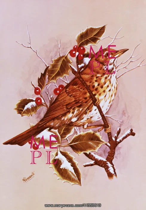 : A Song Thrush amid the Holly : A Song Thrush amid the Holly