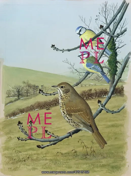  : Song Thrush and two Blue Tits