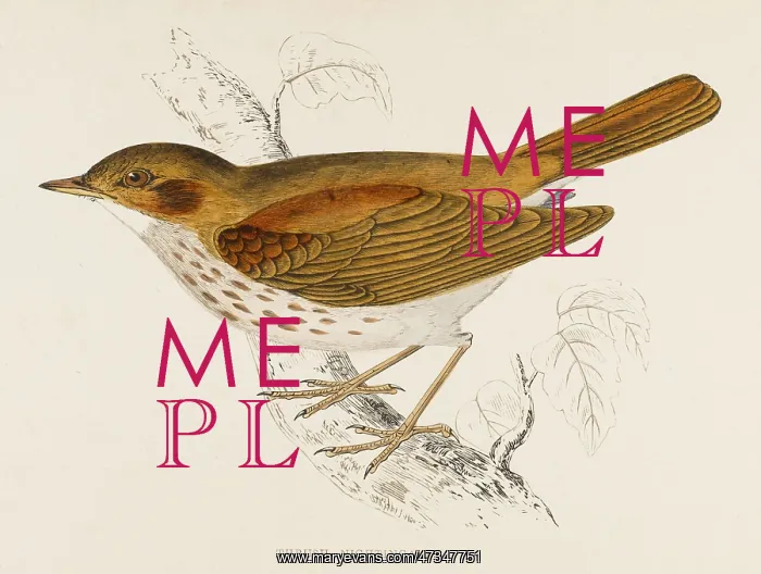 : SONG THRUSH (MORRIS) : SONG THRUSH (MORRIS)