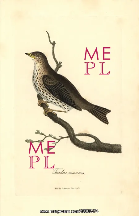 : Song thrush, Turdus philomelos : Song thrush, Turdus philomelos