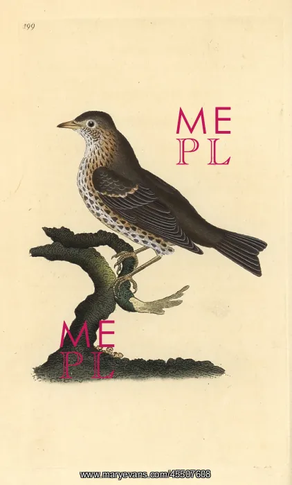 : Song thrush, Turdus philomelos : Song thrush, Turdus philomelos