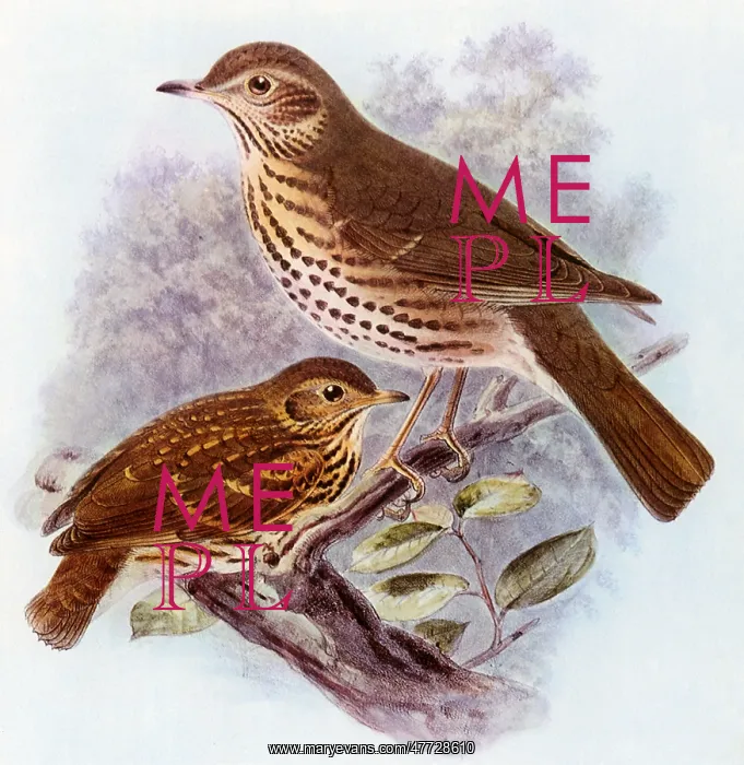 : Song Thrush, Turdus philomelos : Song Thrush, Turdus philomelos