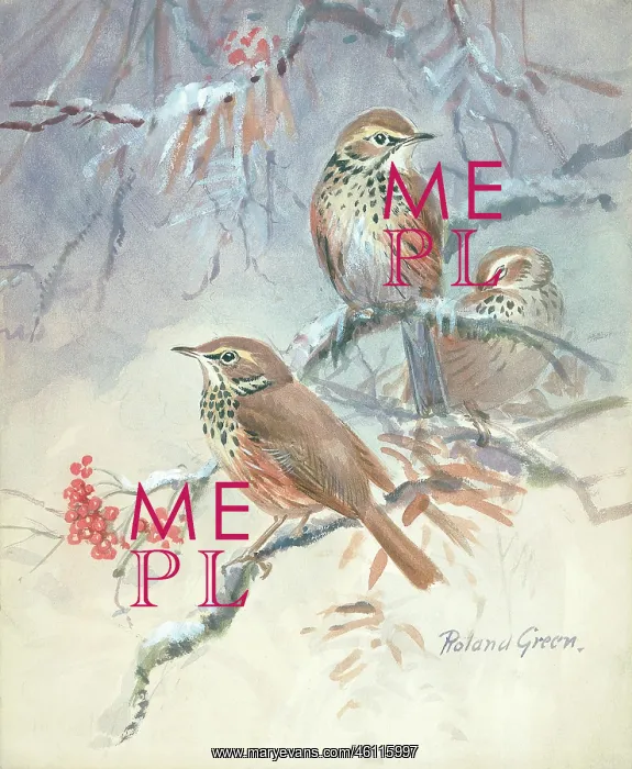  : Three Song Thrushes