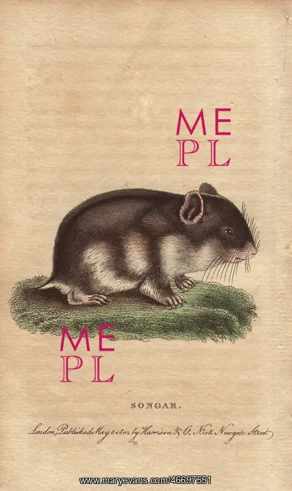 : Songar rat, Mus songarus : Songar rat, Mus songarus