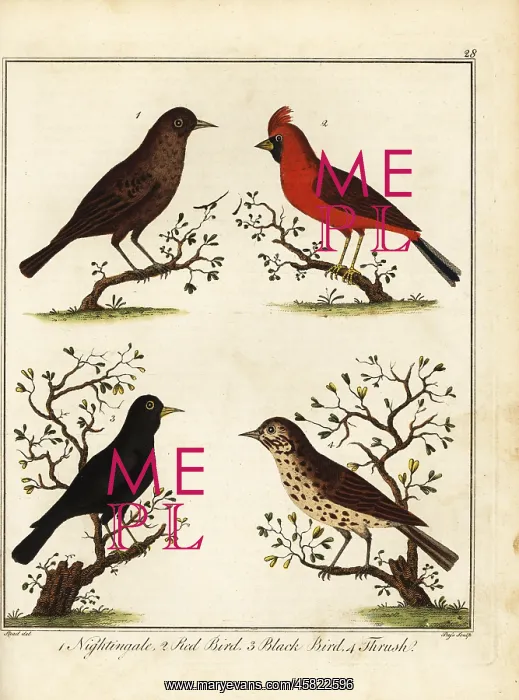 : Songbirds: nightingale, red bird, black bird and thrush : Songbirds: nightingale, red bird, black bird and thrush