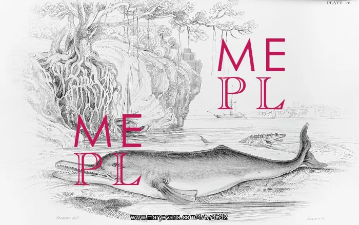 : The Soosoo of the Ganges, a river dolphin : The Soosoo of the Ganges, a river dolphin