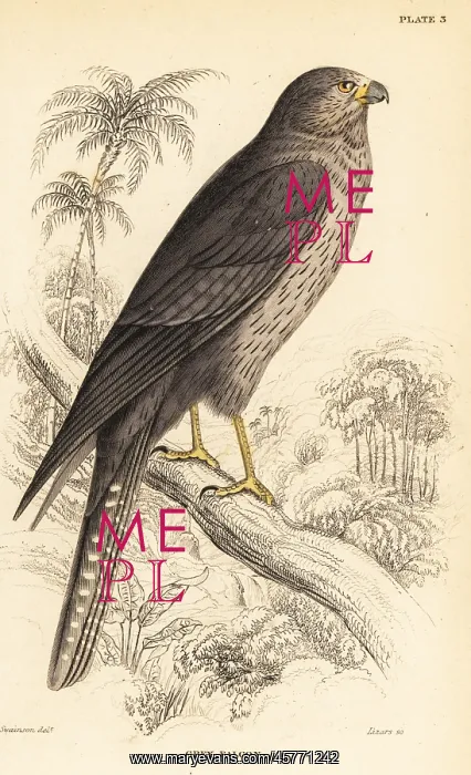 : Sooty falcon, Falco concolor : Sooty falcon, Falco concolor