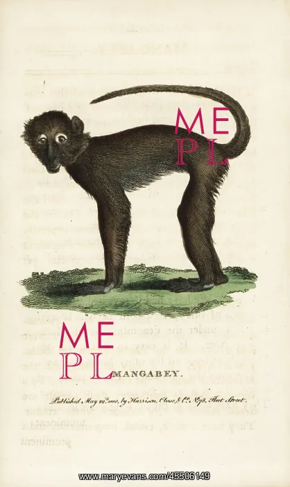 : Sooty mangabey, Cercocebus atys : Sooty mangabey, Cercocebus atys