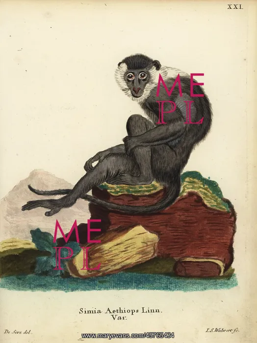 : Sooty mangabey, Cercocebus atys : Sooty mangabey, Cercocebus atys