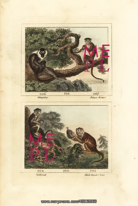 : Sooty mangabey, toque macaque, yellow baboon and : Sooty mangabey, toque macaque, yellow baboon and