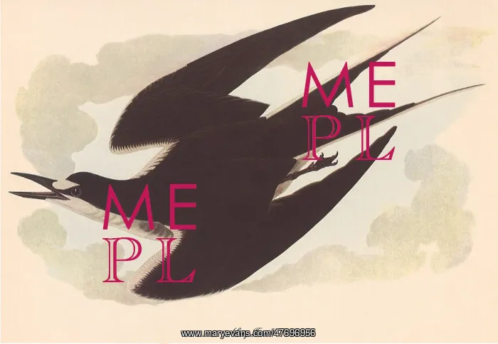  : Sooty Tern