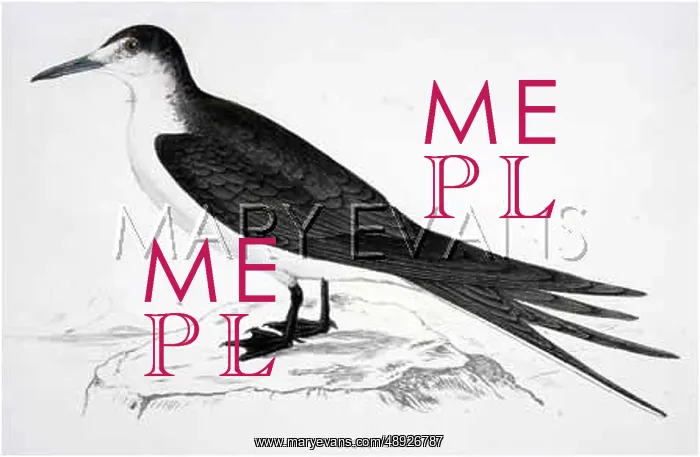  : SOOTY TERN (MORRIS)
